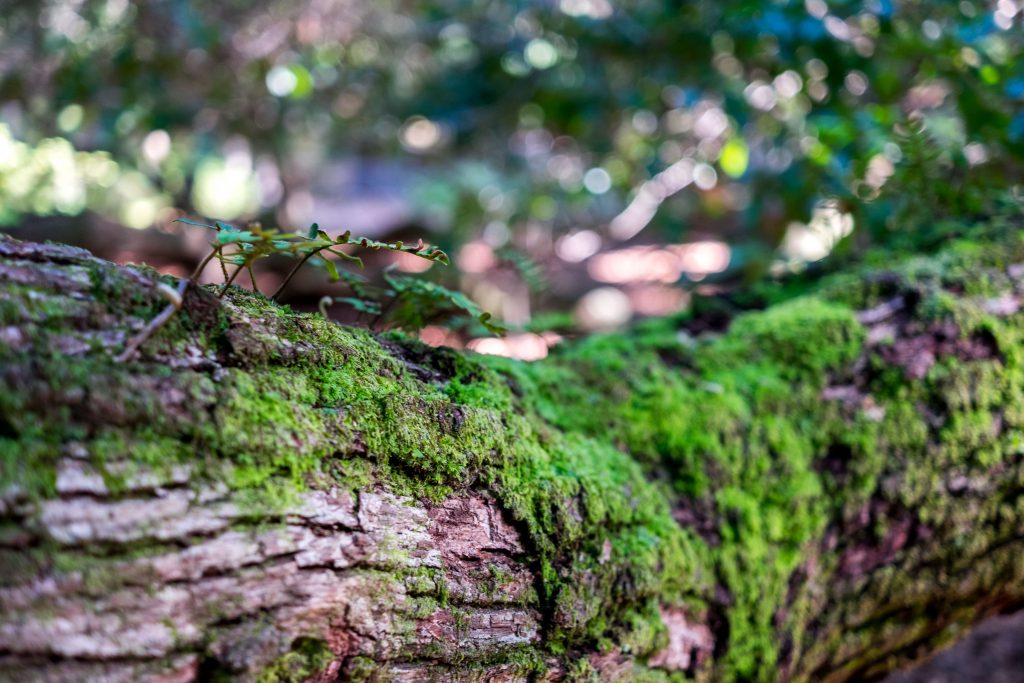 Close-up shot of branch of the Angel Oak, John's Island, S.C.  