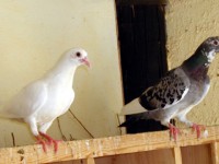HISTORY:  Palmetto Pigeon Plant
