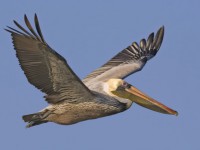 POEM: Ten more reasons to come back as a pelican