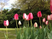 PHOTO:  Tulips enjoy spring
