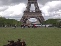 This dog, rolling around to get smelly in the grass at the foot of the Eiffel Tower, seemed to be having the time of his life last week in Paris.