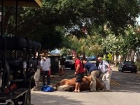 GOOD NEWS:  Community raises concerns about carriage horses
