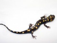HISTORY:  Spotted salamander, state amphibian