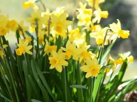 FOCUS: Daffodils to be planted Nov. 13 to remember holocaust