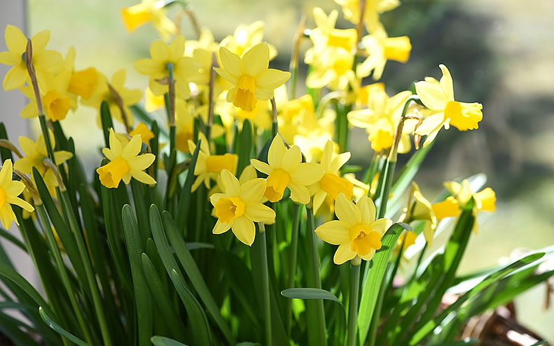 16-1024-daffodils