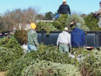 GOOD NEWS:  You can recycle your Christmas tree