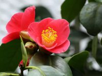 FOCUS: Magnolia cultivates heirloom plant symposium and sale
