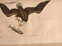 Hand-colored etching of a bald eagle from Catesby's seminal two-volume work, which was on private display over the weekend.  Originals will be displayed over the summer at the Gibbes Museum of Art in a special show of watercolors from the Royal Collection in England.