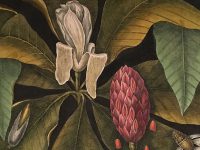 This close-up of a hand-colored etching by Catesby is part of his two-volume treatise that was on display Friday at Magnolia Plantation and Gardens.