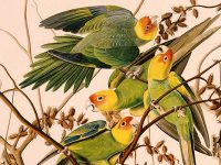 Carolina parakeets, illustrated by John James Audubon in 1833.  Via Wikipedia.
