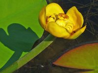 A South Carolina native:  the yellow pond lily.