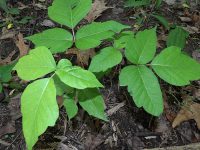 FANNING: What poison ivy can teach you about burnout