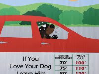 BRACK:  Don’t leave your furry friends in hot cars
