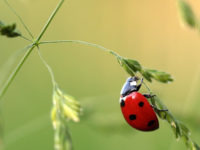 GOOD NEWS: 200,000+ ladybugs  to be released July 21 at Magnolia
