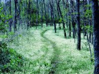 FOCUS, Adams: Headed out to hike the Appalachian Trail … again