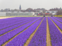 PHOTO ESSAY: The colors of spring in Holland and Belgium