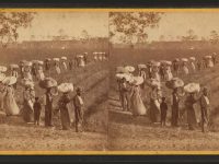 Laborers returning at sunset from picking cotton, on Alex. Knox’s plantation, Mount Pleasant, near Charleston, S.C.  Photo by G.N. Barnard.  Date of photo likely is 1876-79.