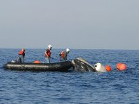 Federal officials work to disentangle a northern right whale from fishing gear off the Florida coast.  NOAA photo, 2008.