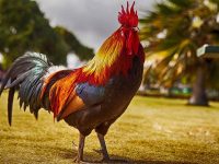 BRACK: Stop the bantam-roostering on pandemic, schools