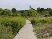 FOCUS: Maritime forest looms large in Sullivan’s Island election